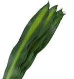Lá Lan