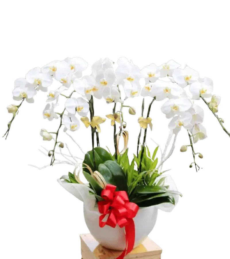 Chậu lan hồ điệp trắng