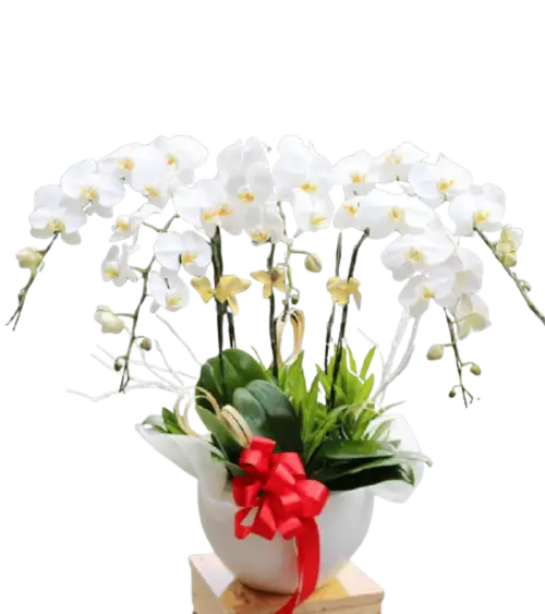 Chậu lan hồ điệp trắng