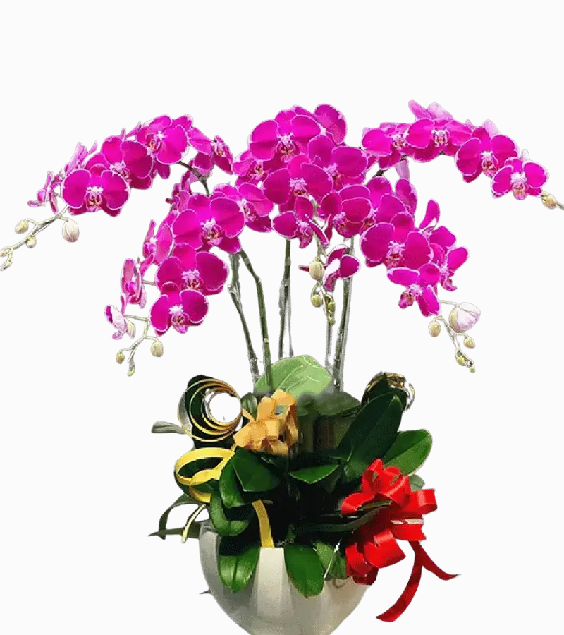 Chậu lan hồ điệp tím magenta