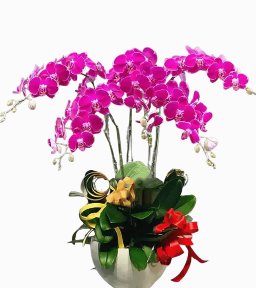 Chậu lan hồ điệp tím magenta