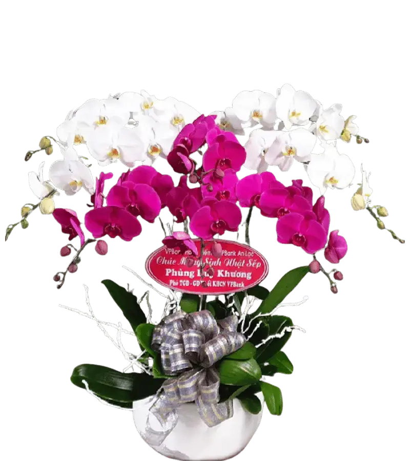 Chậu lan hồ điệp trắng phối tím magenta