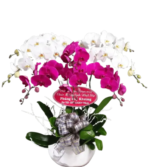 Chậu lan hồ điệp trắng phối tím magenta