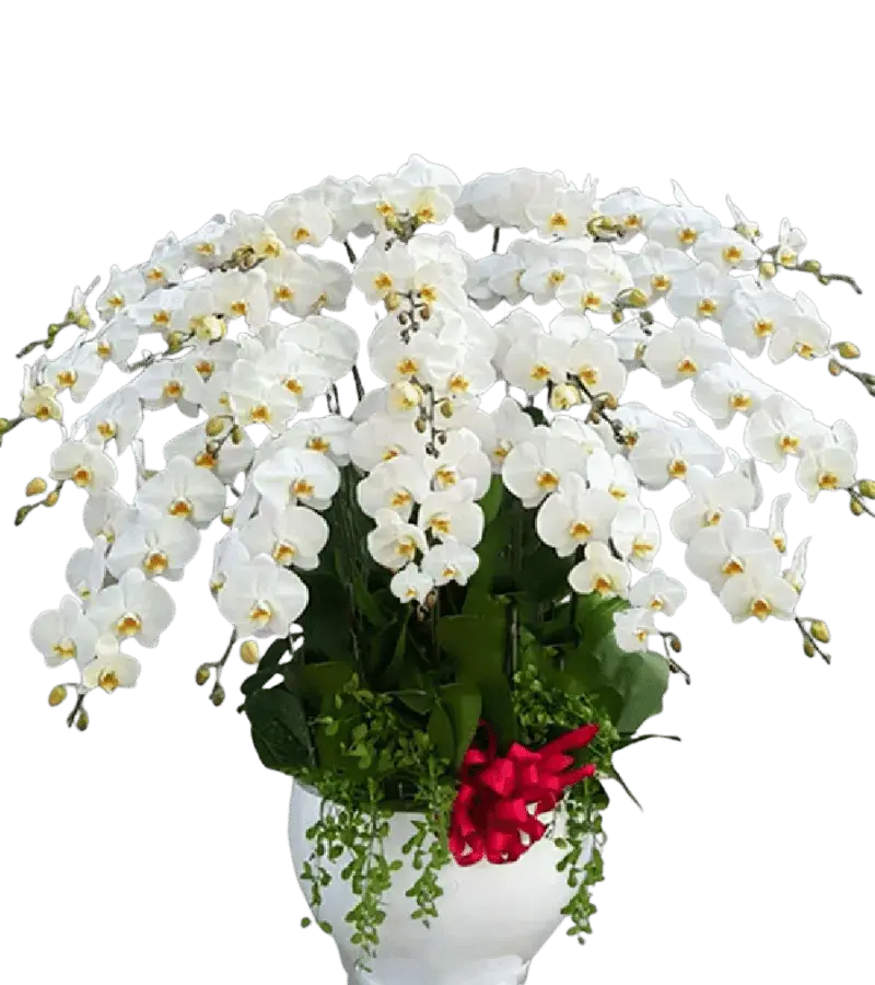 Chậu lan hồ điệp trắng nhiều cành