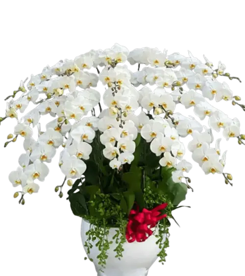 Chậu lan hồ điệp trắng nhiều cành