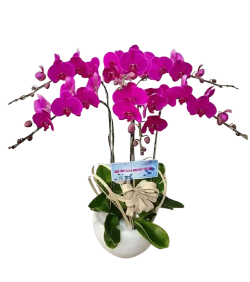 Chậu lan hồ điệp tím magenta nơ kem