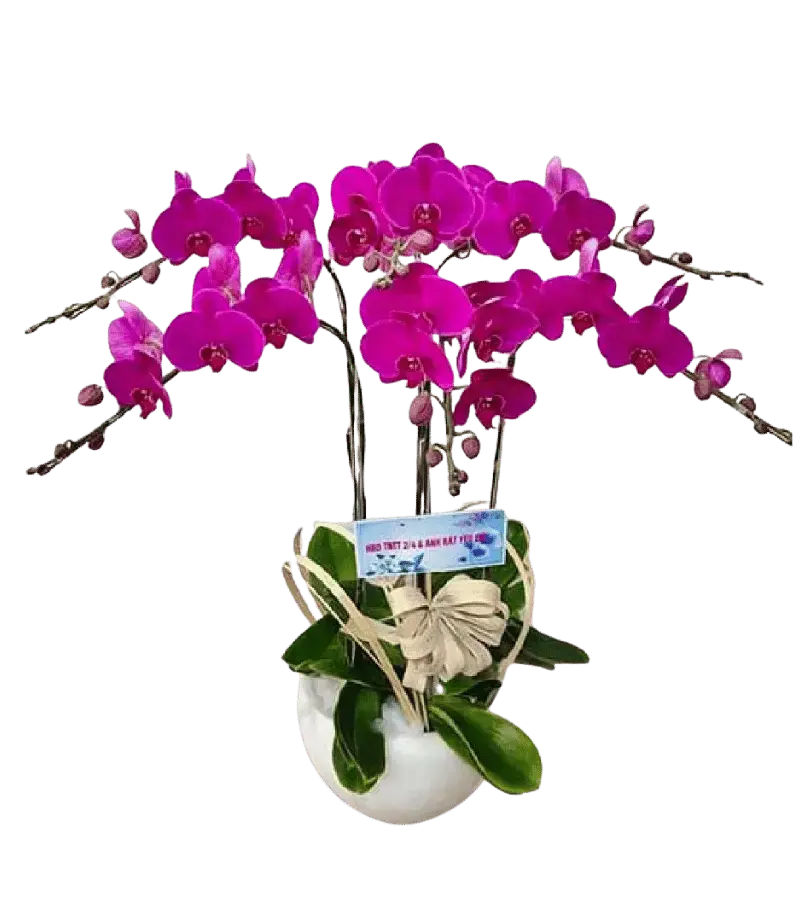 Chậu lan hồ điệp tím magenta nơ kem