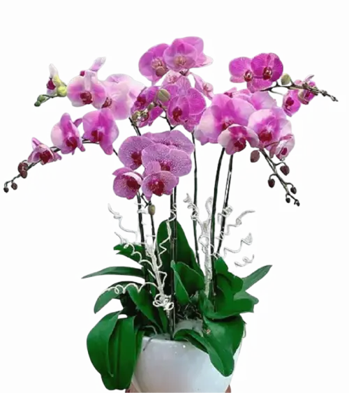 Chậu lan hồ điệp hồng tím dây bạc