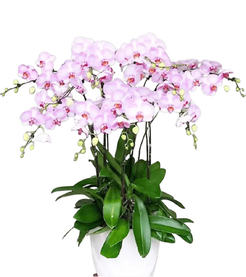 Chậu lan hồ điệp hồng phấn nhiều cành