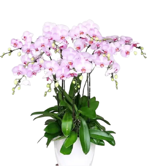 Chậu lan hồ điệp hồng phấn nhiều cành