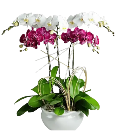 Chậu lan hồ điệp trắng phối tím đỏ đậm