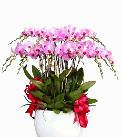 Chậu lan hồ điệp hồng phấn nơ đỏ
