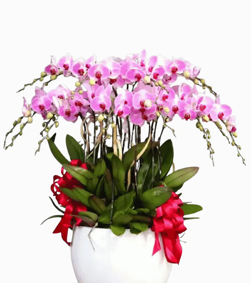Chậu lan hồ điệp hồng phấn nơ đỏ