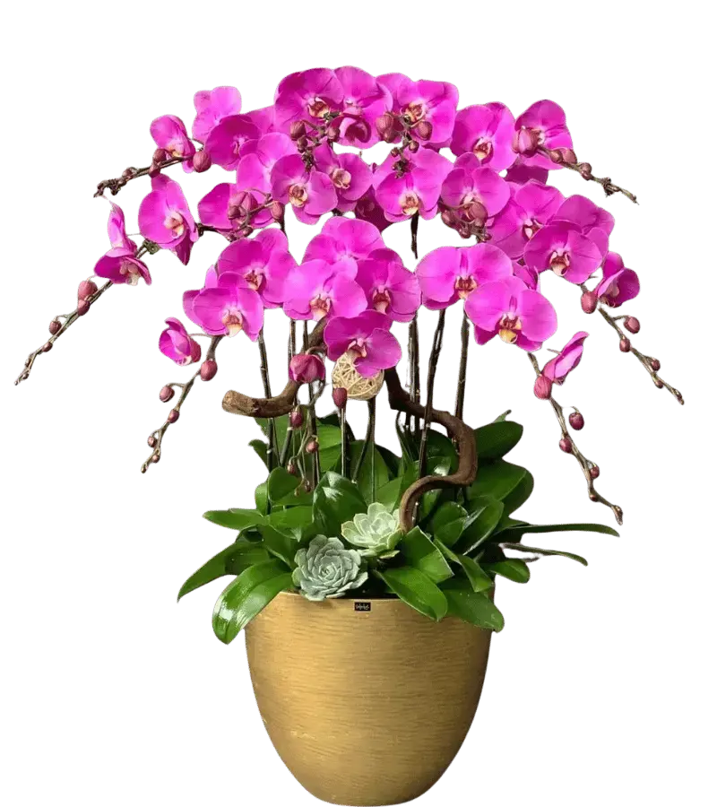 Chậu lan hồ điệp tím magenta chậu vàng đất