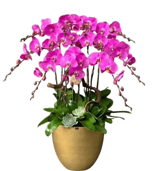 Chậu lan hồ điệp tím magenta chậu vàng đất
