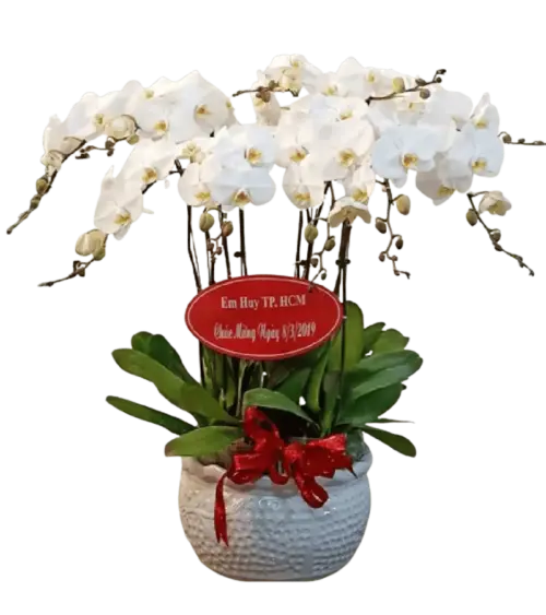 Chậu lan hồ điệp trắng chậu hoa văn nổi