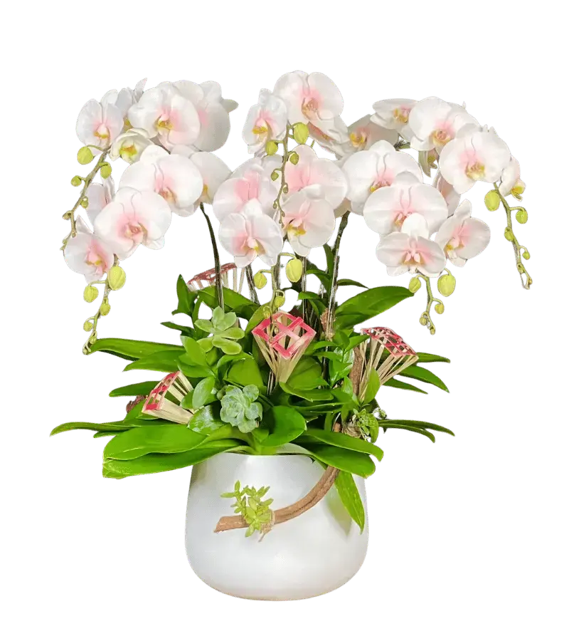 Chậu lan hồ điệp trắng hồng phấn