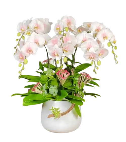 Chậu lan hồ điệp trắng hồng phấn