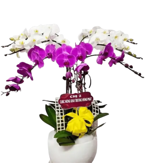 Chậu lan hồ điệp trắng phối tím nơ vàng