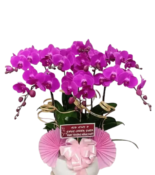 Chậu lan hồ điệp tím quạt giấy hồng