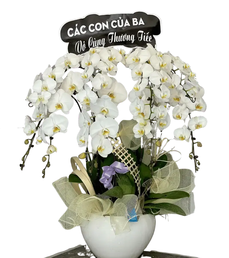 Chậu lan hồ điệp trắng chia buồn