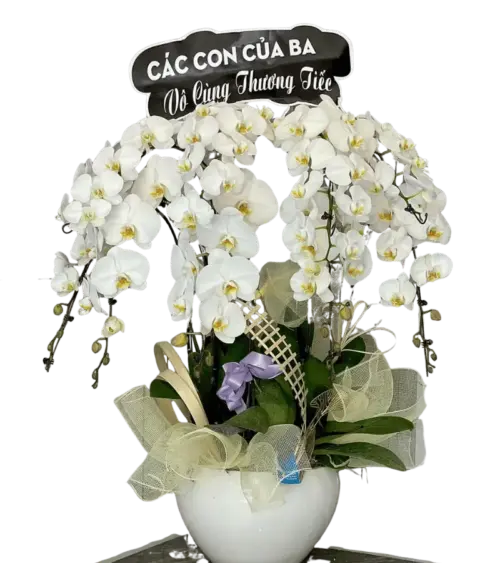 Chậu lan hồ điệp trắng chia buồn