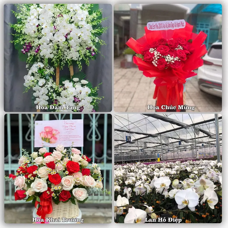 Đặt hoa online giao tận nơi tại Ninh Hòa, Khánh Hòa