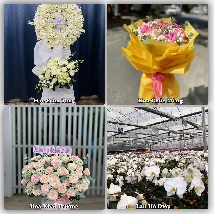 Tư vấn chọn hoa theo từng dịp tại Phước Long, Bình Phước