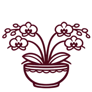 Chậu lan hồ điệp