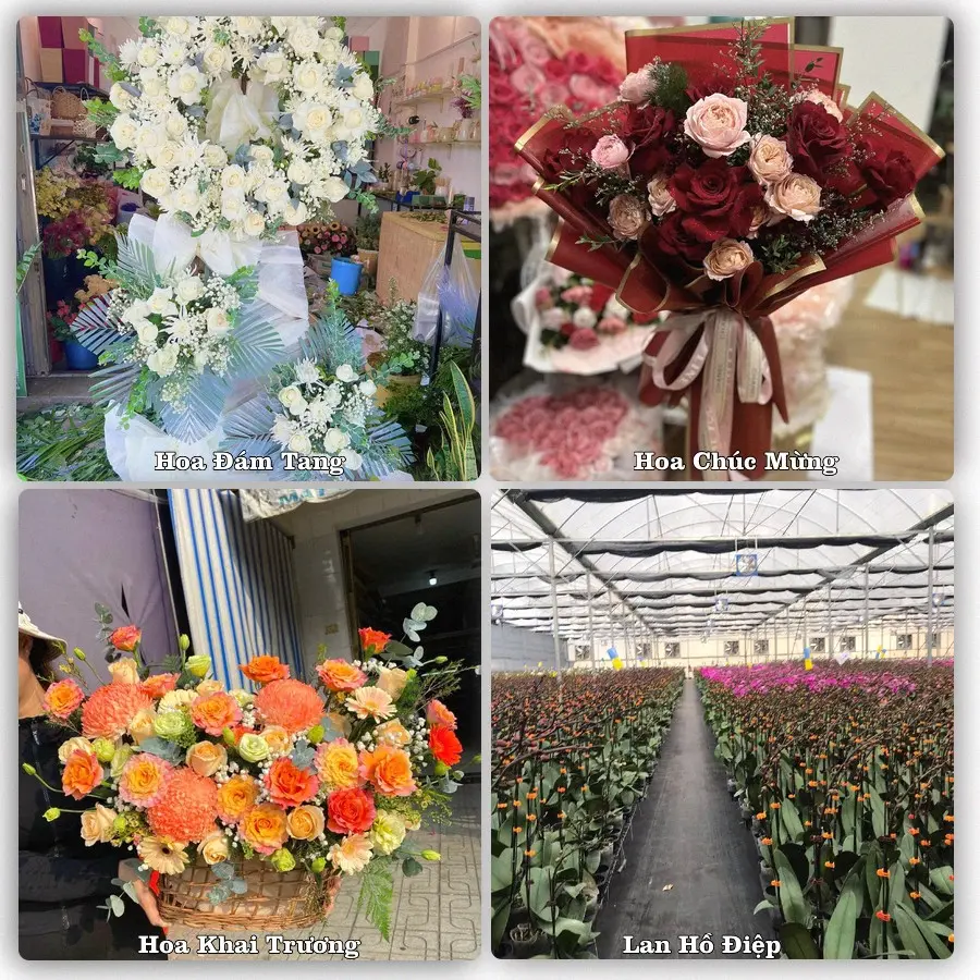 Mẫu hoa tươi giao tại An Khánh, TP.HCM